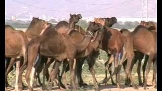 Camels on the way to Pushkar festival in Rajasthan Clip from www indovacations net