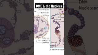 Bioengineering Cell Fate Through Nucleus Stimulation