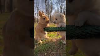 Dog and Rabait  #shorts  #youtubeshorts #viralvideo