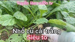 Tuyến làm vườn tv ( nhổ củ cải trắng siêu to)