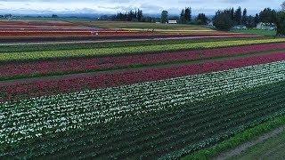 Made in Clackamas County: Wooden Shoe Tulip Farm