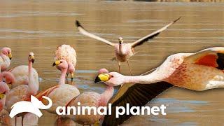 Los maravillosos flamencos de James | Misterios de Nuestro Planeta | Animal Planet