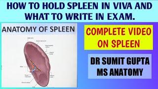 SPLEEN : ANATOMY