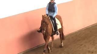 REITEN und ZUCHT-Video Reitlehre: Heftiges Pferd