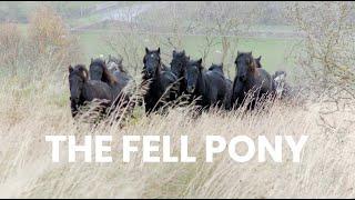 THE FELL PONY