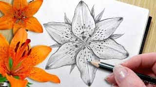 ASMR Drawing a Lily Flower in 31 Minutes