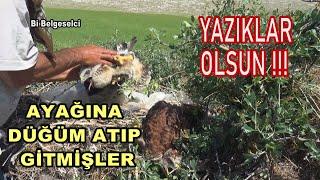 YAZIKLAR OLSUN AYAĞINA DÜĞÜM ATIP GİTMİŞLER / Shame on you ! They tied it's leg and left it to die !