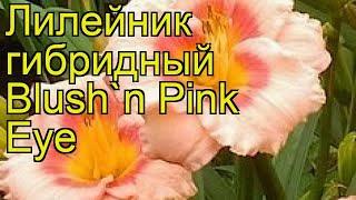 Лилейник гибридный Блаш Пинк Ай. Краткий обзор, описание характеристик hemerocallis Blush'n Pink Eye