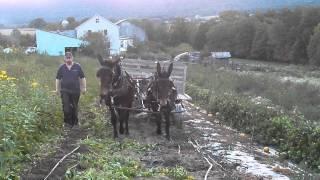 Mules in the Potato Field