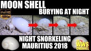 Live Sea shells : Moon Shell Burying at Night in Mauritius !