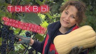 Тыква. Сорта и Секреты Выращивания I Сад Людмилы Кудасовой