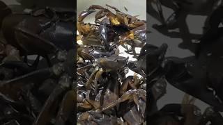 Mud crabs | #rivercrab #khekda #crab #shorts