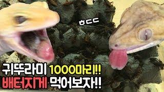 (ASMR)영양만점! 귀뚜라미 1000마리!! 우리집 도마뱀 폭식하는날! [집돌이]