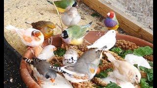 1 Hour of Mixed Aviary Birds - Gouldian Finch, Carary, Quail, Zebra Finch and more!