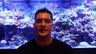 Coralust Reef Solutions Introduction to Salt Water Aquariums and Reefing