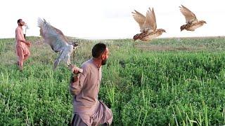 Lightening-fast hunting quails by jurra || Goshawk and shikra hunting || Raptors Today