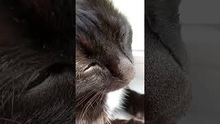 #интервью с котом