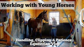 Working w/ Young Horses • Trimming Manes, Intro to Clipping & Practicing Patience // EQUESTRIAN VLOG