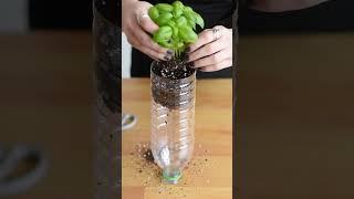 Genius Plant Hack You Need To Try! 