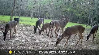 We are Raising DEER! Wildlife Video