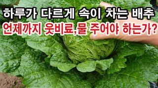 하루가 다르게 속이 차는 배추. 언제까지 엽면시비, 웃비료, 물, 주어야 하는가?(배추 재배, 배추 결구 시기 할 일, 배추 추비 주기, 배추 병충해 방제, 배추 붕소,칼슘)