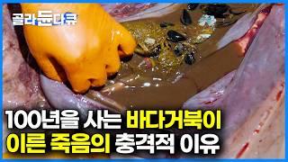 고래와 거북이 뱃속에서 발견된 비닐. 책임에서 결코 자유롭지 않은 한국｜인류 전체가 만들어 낸 '인류세의 시대'｜다큐프라임｜#골라듄다큐