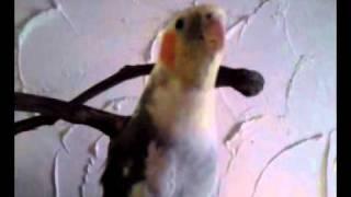 LuLu the bird singing.