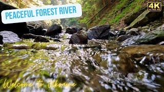 Sounds of Nature for relaxation. Peaceful Forest River in Ukrainian Carpathian Mountains.