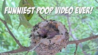 HAVE YOU EVER SEEN BABY HUMMINGBIRDS POOP!  Watch as They Shoot Poops Out of Nest with Funny Sounds!