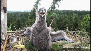 Seeadler: Rückkehr des Wappentiers