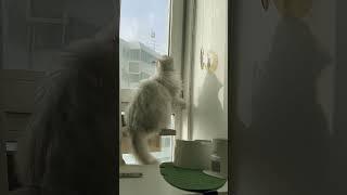 꼬복 창문 열어달라냥 #꼬복 #미미 #일요일아침 #요구사항많은냥이 #내고양이 #cat