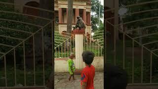 bachatar ki sahos #viral #shortvideo #shorts #brave #monkey #animalshorts