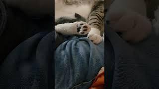 Only Paws Video 