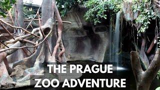 Exploring The Prague Zoo & All Of Its Adorable Animals