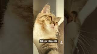 Komik kedi videoları #shorts