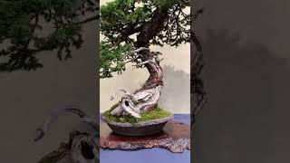 Trophy Bonsai exhibition (part 3) #art #bonsai