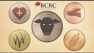 Who is the Beef Cattle Research Council?