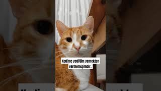 Kedime yediğim yemekten vermemişimdir.. 