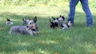 Blue Heeler Australian Cattle Dog Puppies For Sale