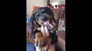 Very Angry Sausage Dog Puppy Dachshund - Very Funny Puppy Dachshund Sausage Dog