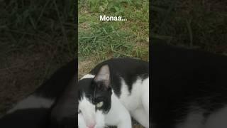 My name is Monaaa #cat #fyp #love #fypyoutube #music #viralvideo