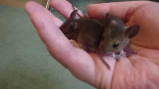 Two little Wood Mice