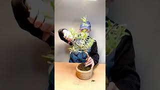 How to bend a Bonsai #14 - Olea Europea | Bonsaifly #shorts