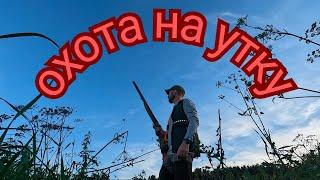 Охота на утку. Открытие. Один выстрел