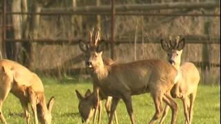 Steckbrief Natur Teil 04 Rehwild