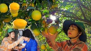 Single mother buys oranges and brings them to the market to sell for money, single mother story