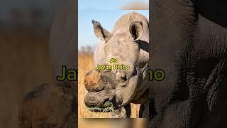 Nearly Gone‼️4 Critically Endangered Species #animalfacts #animalshorts