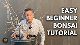 How to Turn A Plain Stump Into a Bonsai in 3 Years!