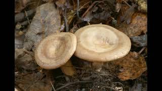 Lactarius pyrogalus