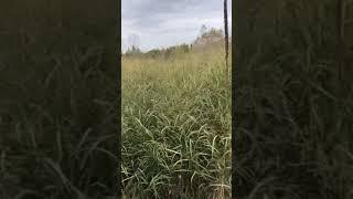 NORTHWOODS Cave In Rock Switchgrass